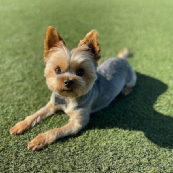 teacup yorkie in Sunnyvale, California