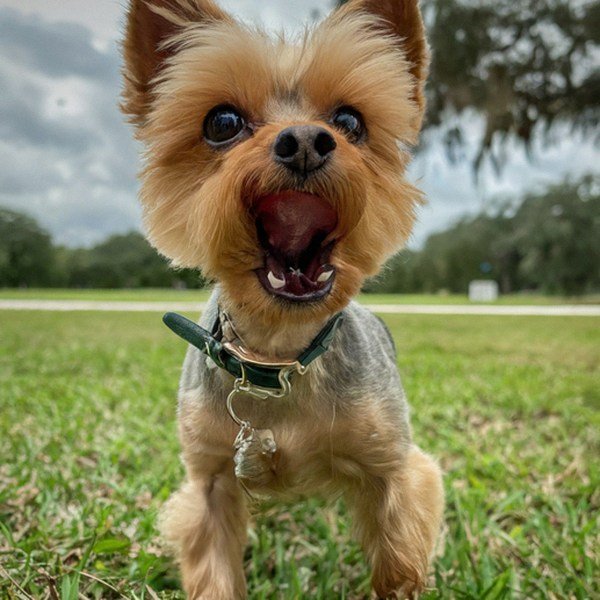 teacup yorkie in Tampa, Florida