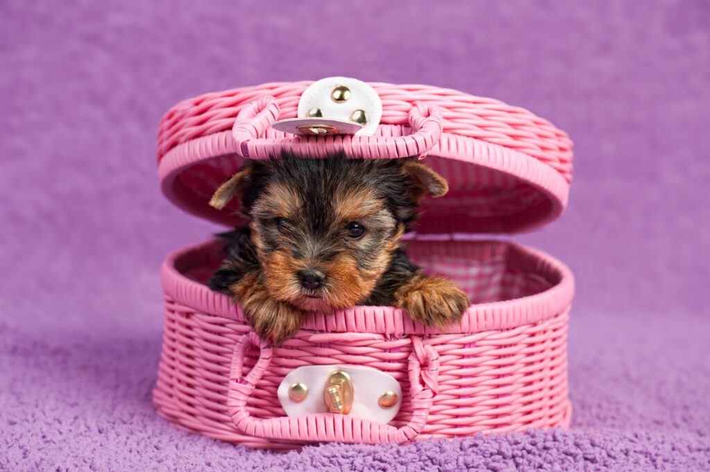 Teacup Yorkie In A Pink Basket, On Purple Background