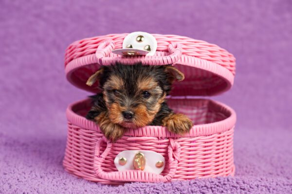 Teacup Yorkie In A Pink Basket, On Purple Background