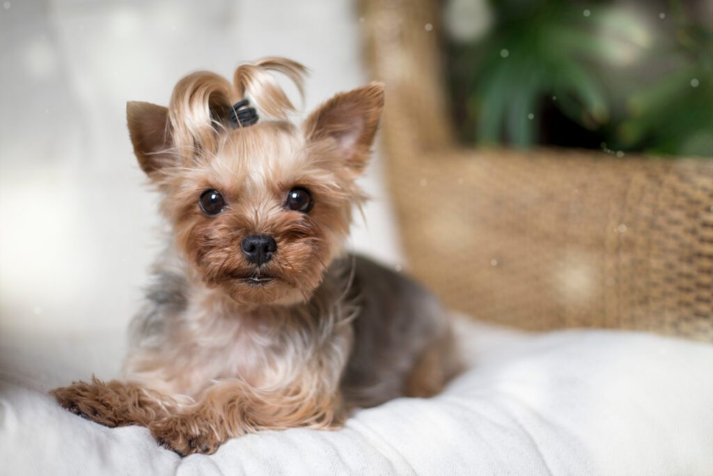 How to Adopt a Teacup Yorkie in Delaware