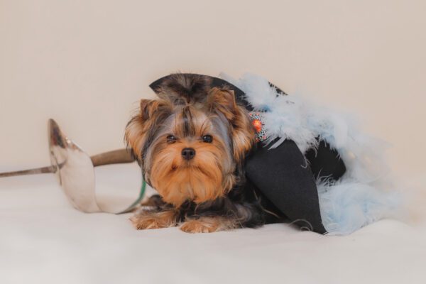 Teacup Yorkie Lies Partly Covered By Feathered Black Hat Near Fencing Sword, Creating Humorous And Charming Noble Themed Pet Photo In Warm Studio Tones