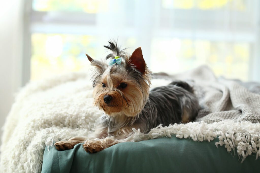 Teacup Yorkie Lounges Comfortably On A Cozy Bed, Its Stylish Hair Adorned With A Playful Bow