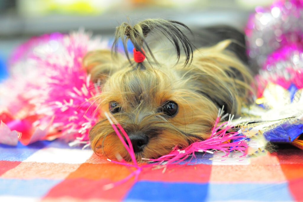 Teacup Yorkie On A Plaid With Tinsel