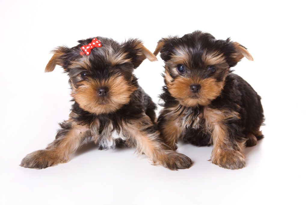 How to Adopt a Teacup Yorkie in Alaska