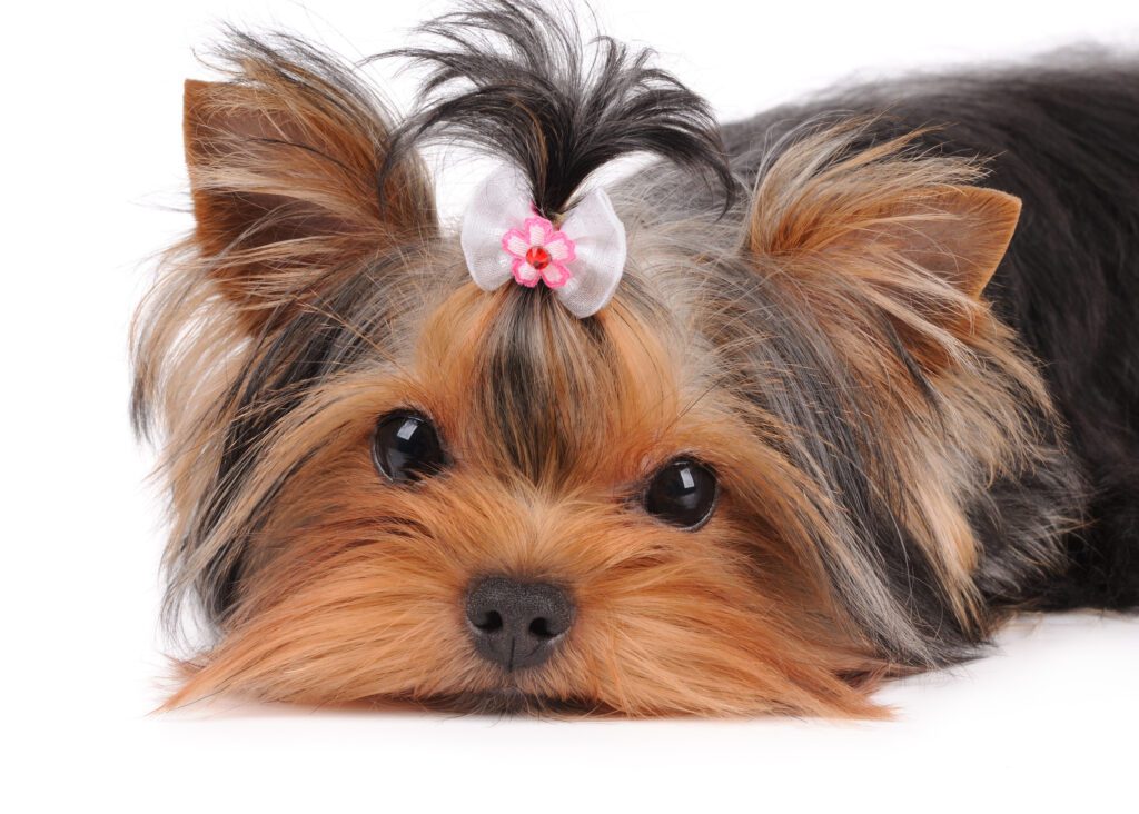 How to Adopt a Teacup Yorkie in Minnesota