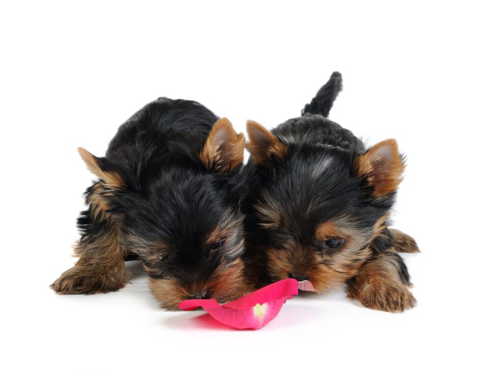 How to Adopt a Teacup Yorkie in Idaho