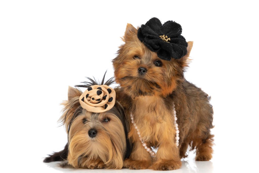 Teacup Yorkies Wearing Black Flowers And Necklace And Cuddling Against White Studio Background