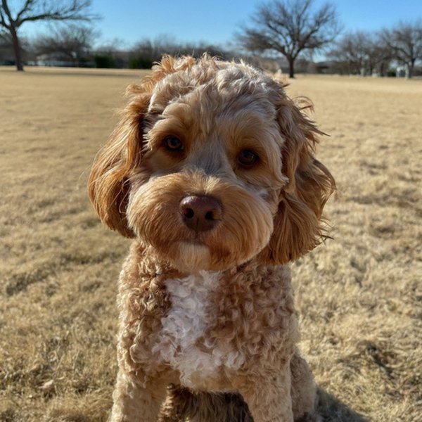 Cavapoo in Amarillo, Texas