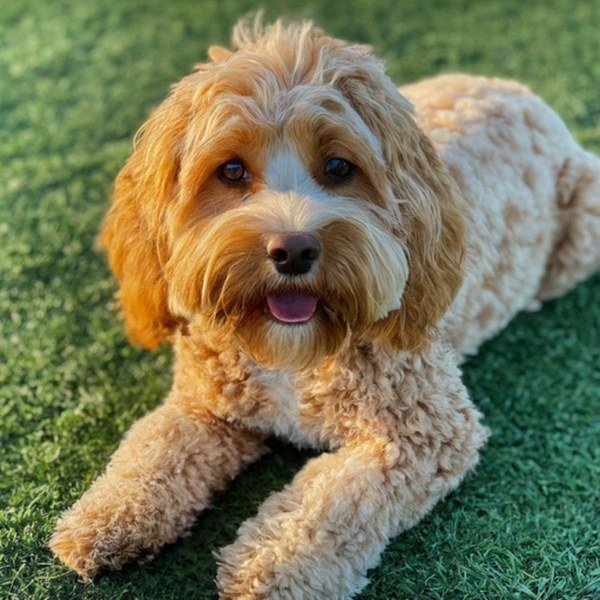 Cavapoo in Anaheim, California