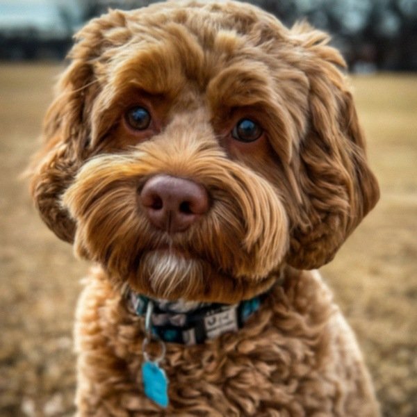 Cavapoo in Arlington, Texas