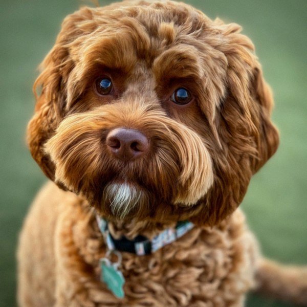 Cavapoo in Bakersfield, California