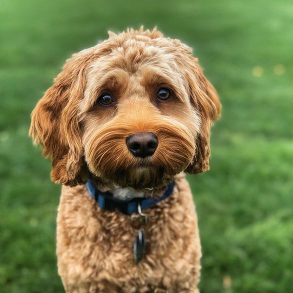 Cavapoo in Buffalo, New York