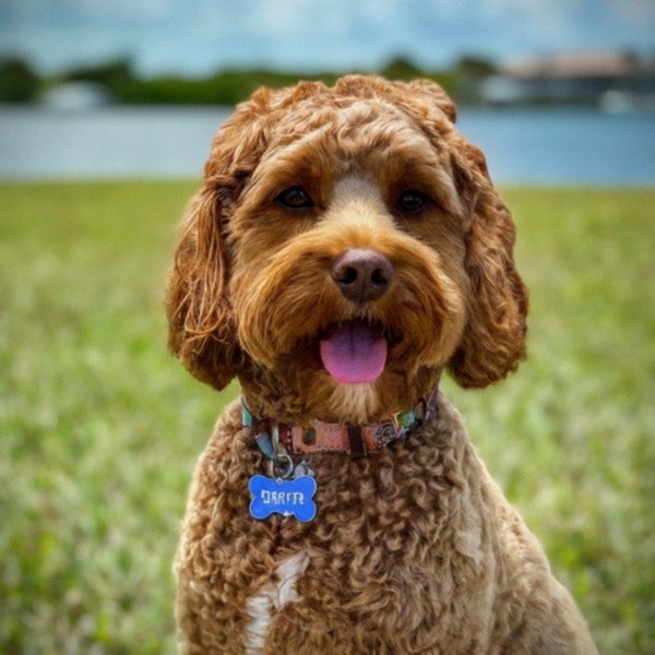 Cavapoo in Cape Coral, Florida
