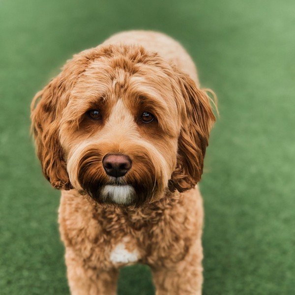 Cavapoo in Chula Vista, California
