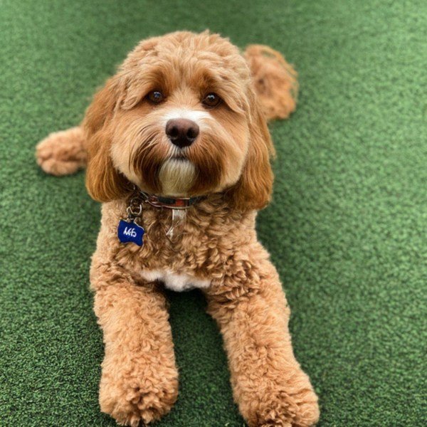 Cavapoo in Dallas, Texas