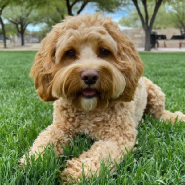 Cavapoo in El Paso, Texas