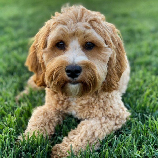 Cavapoo in Escondido, California