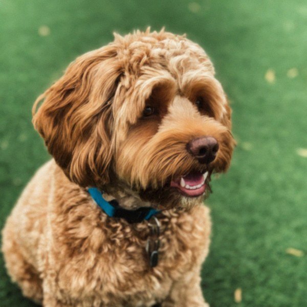 Cavapoo in Fontana, California