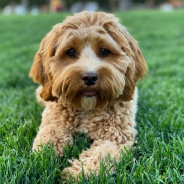Cavapoo in Glendale, California