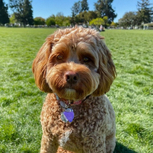 Cavapoo in Hayward, California