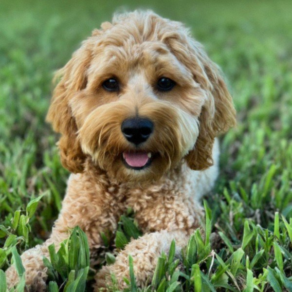 Cavapoo in Hialeah, Florida