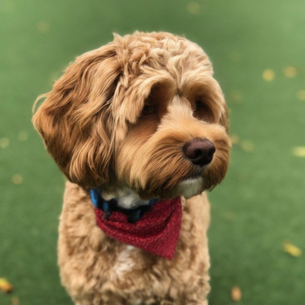 Cavapoo in Houston, Texas