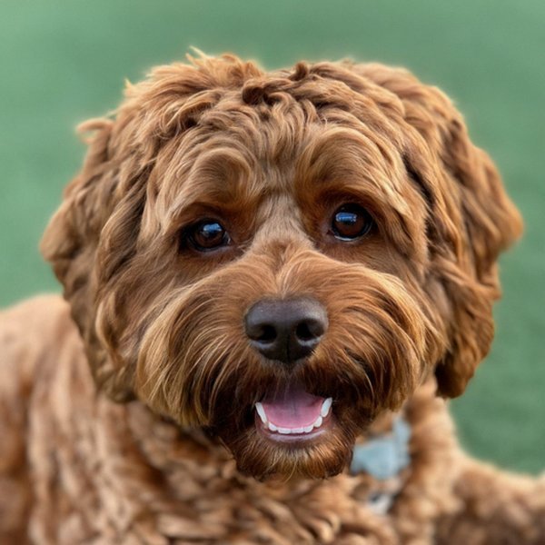 Cavapoo in Huntington Beach, California