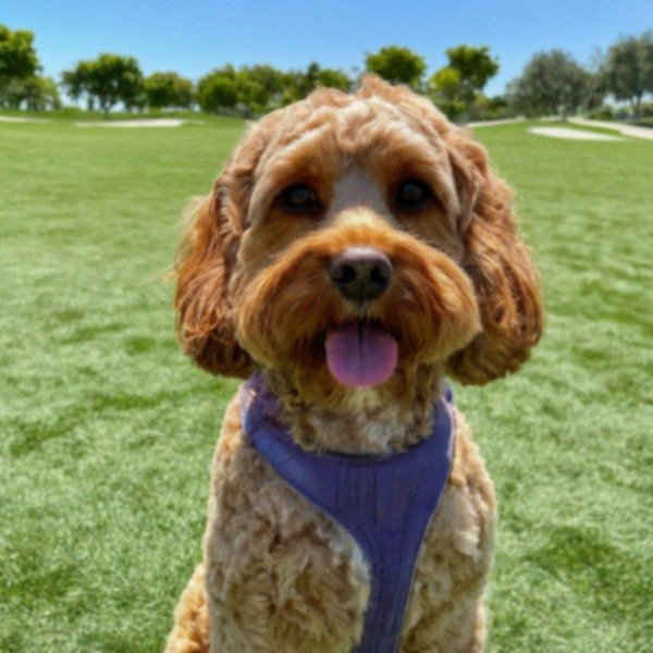 Cavapoo in Irvine, California