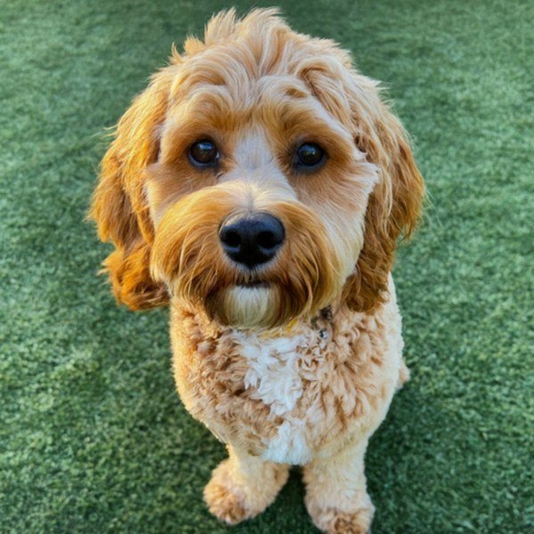 Cavapoo in Lancaster, California