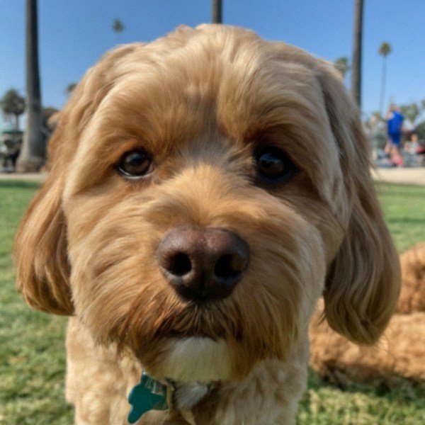 Cavapoo in Long Beach, California