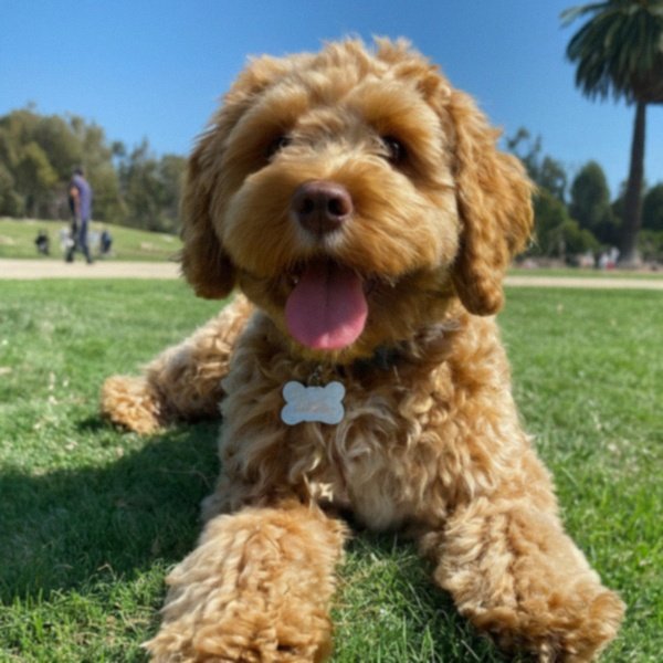 Cavapoo in Los Angeles, California