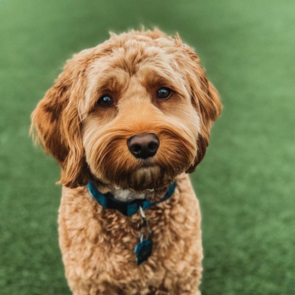 Cavapoo in Lubbock, Texas