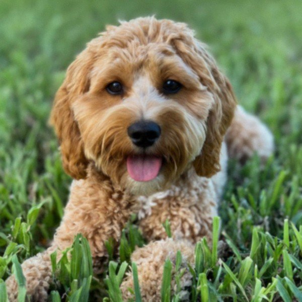Cavapoo in Miami, Florida