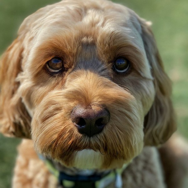 Cavapoo in Modesto, California