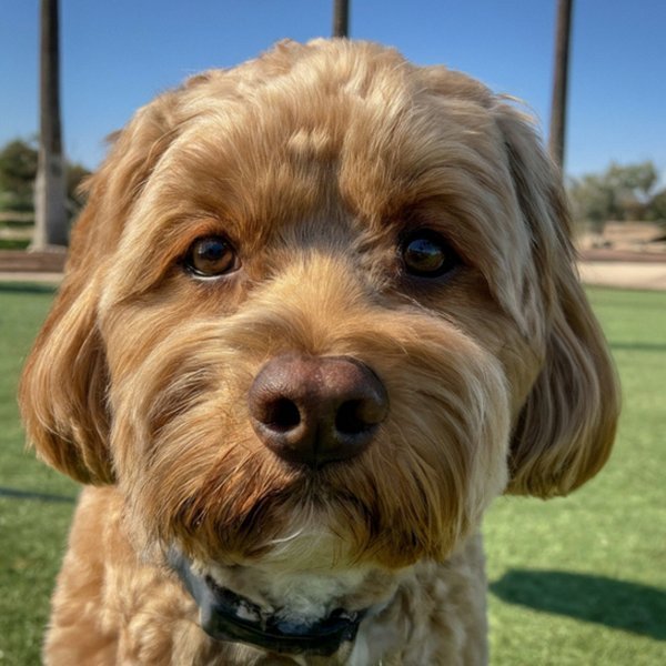 Cavapoo in Moreno Valley, California