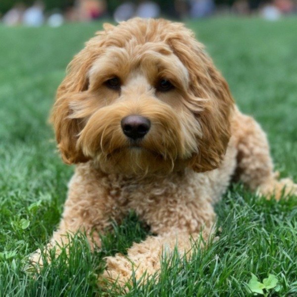 Cavapoo in New York, New York