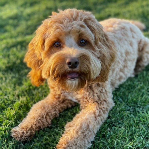 Cavapoo in Oxnard, California