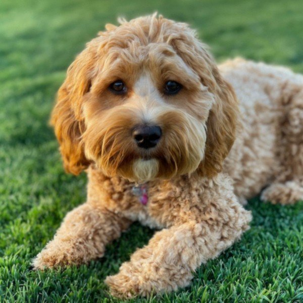 Cavapoo in Palmdale, California
