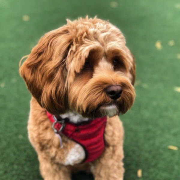 Cavapoo in Pasadena, California