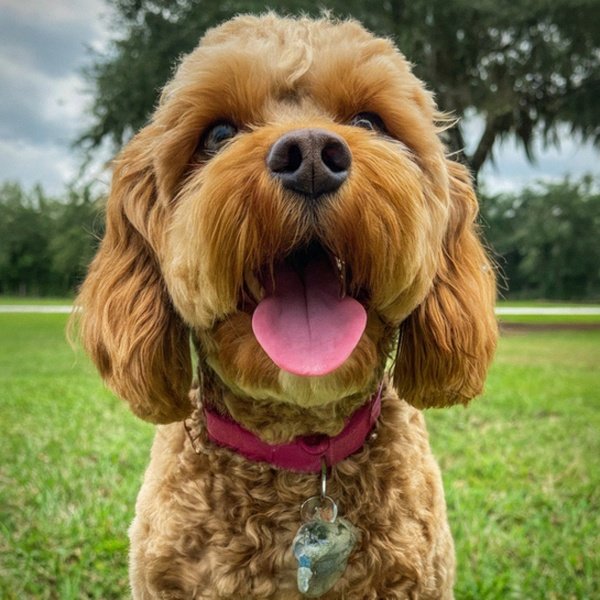 Cavapoo in Pembroke Pines, Florida
