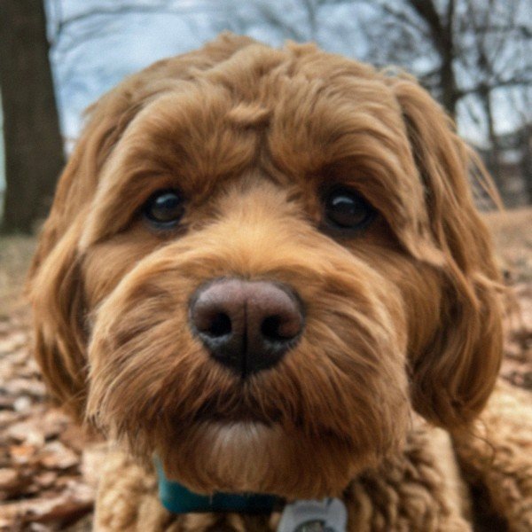 Cavapoo in Pittsburgh, Pennsylvania