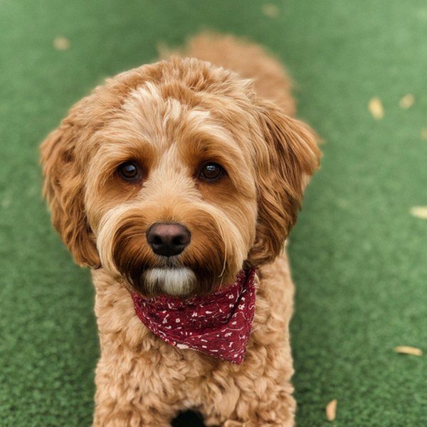 Cavapoo in Plano, Texas