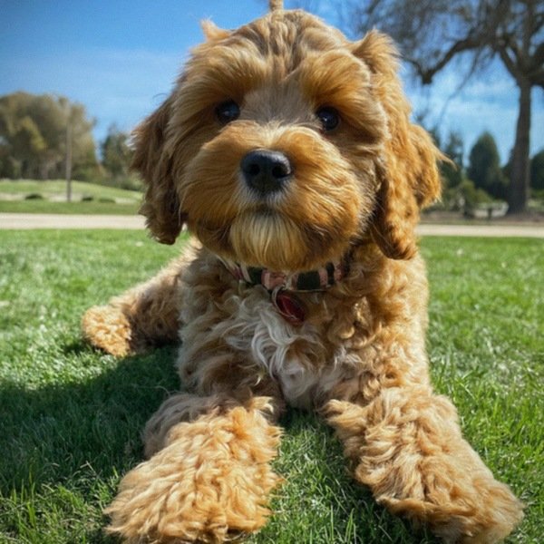 Cavapoo in Salinas, California