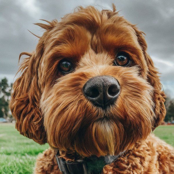 Cavapoo in San Bernardino, California