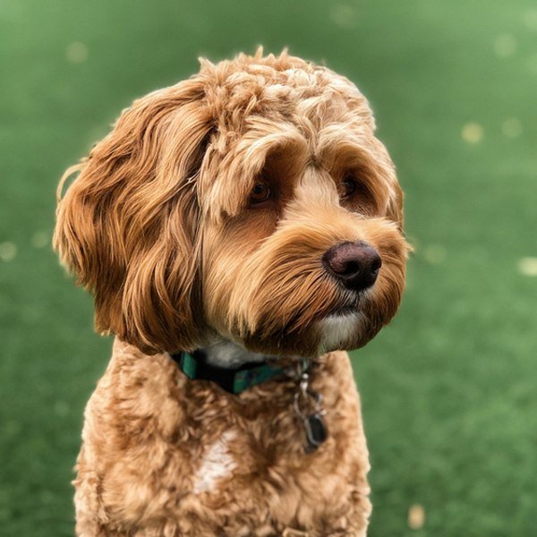 Cavapoo in San Diego, California
