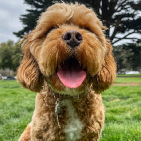 Cavapoo in San Francisco, California