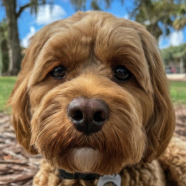 Cavapoo in St. Petersburg, Florida