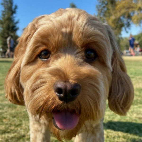Cavapoo in Stockton, California