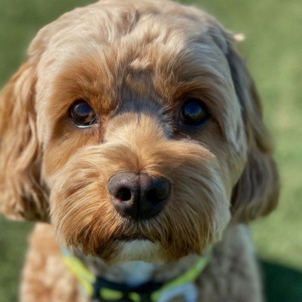 Cavapoo in Sunnyvale, California
